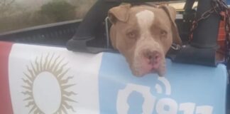 Murió un nene de dos años tras ser atacado por un pitbull en Alta Gracia