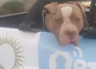 Murió un nene de dos años tras ser atacado por un pitbull en Alta Gracia
