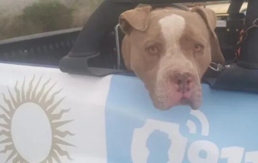 Murió un nene de dos años tras ser atacado por un pitbull en Alta Gracia