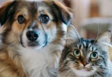 Un concurso invita a convertir historias de perros y gatos en cuentos