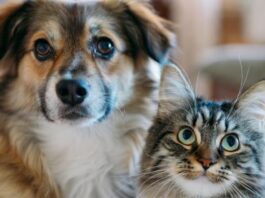 Un concurso invita a convertir historias de perros y gatos en cuentos