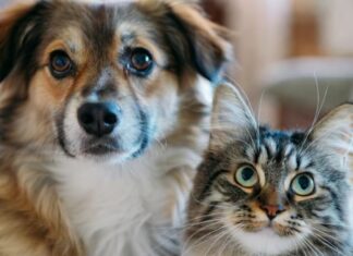 Un concurso invita a convertir historias de perros y gatos en cuentos