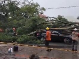 Un árbol cayó sobre el auto de un exjugador de San Lorenzo durante una tormenta en Colombia