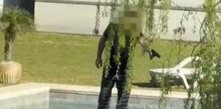 Maltrato animal en Nordelta: filmaron a un hombre disparando contra carpinchos