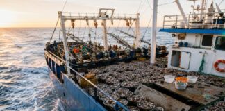 Mar Argentino: creció la actividad pesquera mientras disminuyeron los inspectores