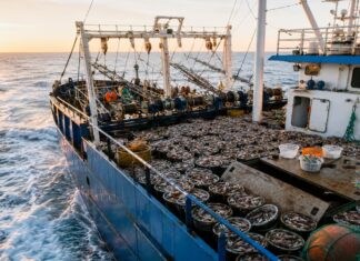 Mar Argentino: creció la actividad pesquera mientras disminuyeron los inspectores