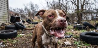 Moreno: un pitbull mató a un nene de 4 años y detuvieron a su madrina